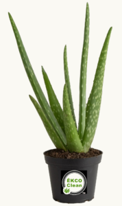 EKCO Cleaning Aloe Vera Giveaway